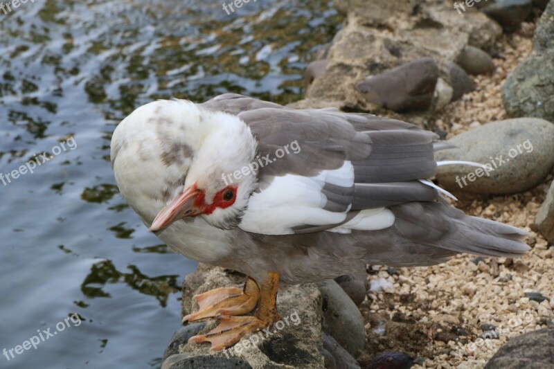 Gray Duck Bianca Bird Fauna