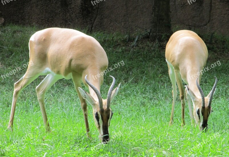 Gazelles Antelopes Wildlife Nature Animal