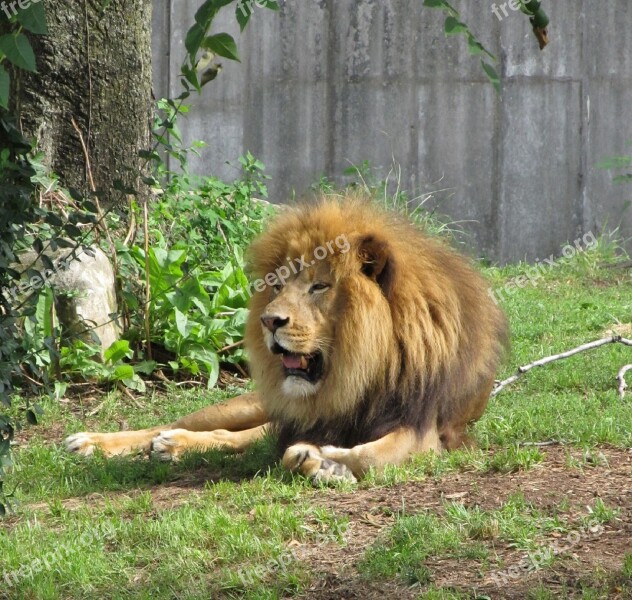 Lion Feline Big Cat King Of The Jungle Male