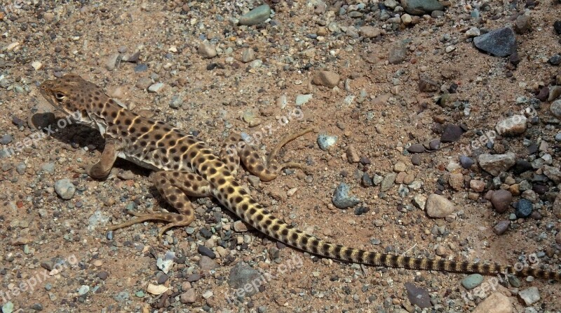 Lizard Long Nose Leopard Reptile Wildlife Nature