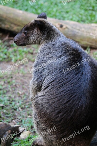 Kangaroo Ground Kangaroo Animal Grey Fauna