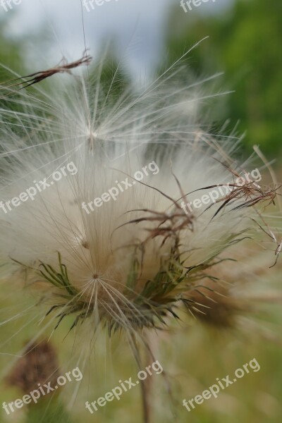 Diestel Seeds Close Up Plant Nature Macro