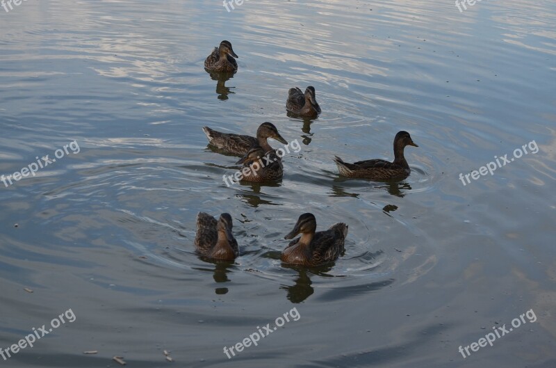 Briefs Birds Lake Jazero Nature