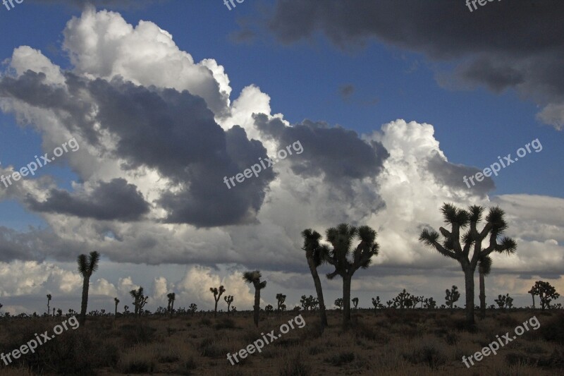 Sunset Silhouettes Trees Clouds Sky