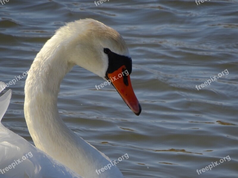 Swan Bird Water Nature Animal