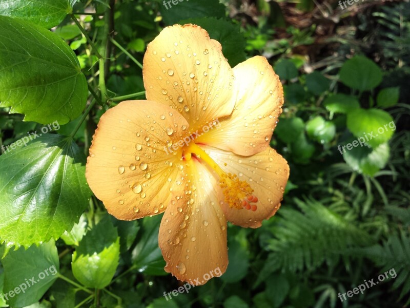 Hibiscus Vacations Yellow Orange Dewdrop