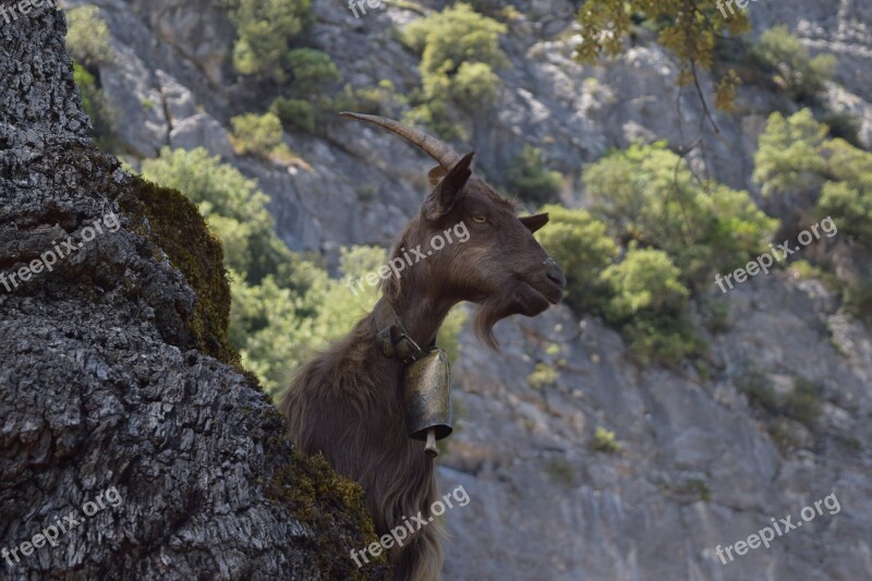 Mountain Goat Sardinia Goat Mountains Italy