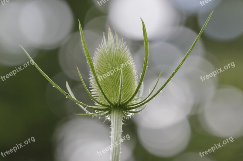 Thistle Spiky Green Thorny Summer