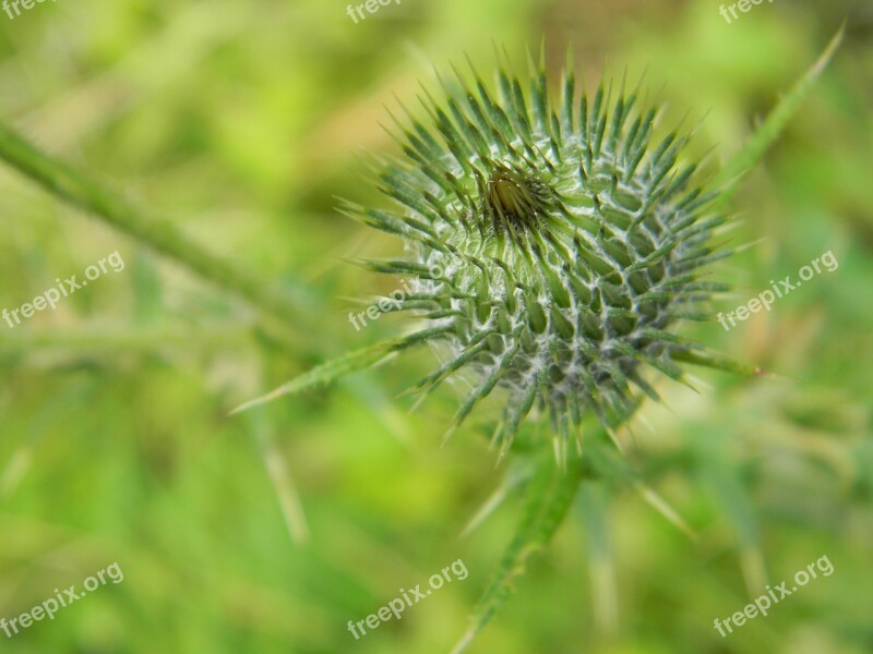 Thistle Nature Spines Free Photos