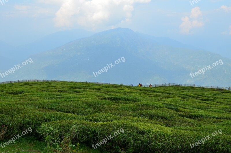 Tea Green Valley Herbal Plant