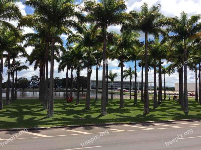 Vegetation Trees Square Nature Landscape