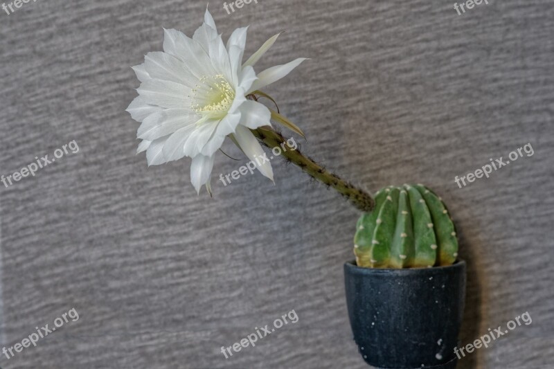 Queen Of The Night Cactus Cactus Flowers Blossom Bloom