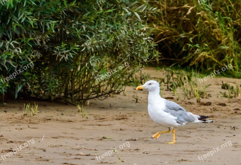 Seagull Bird Seevogel Water Bird Elbe