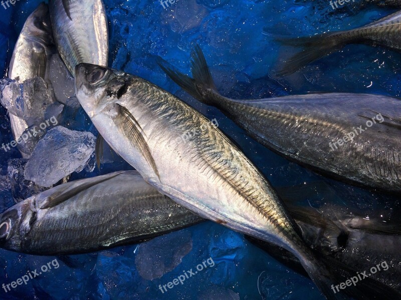 Horse Mackerel Ice Blue Seiyu Ltd Living