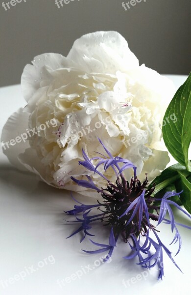 Flowers Hydrangea Bloom Arrangement Nature