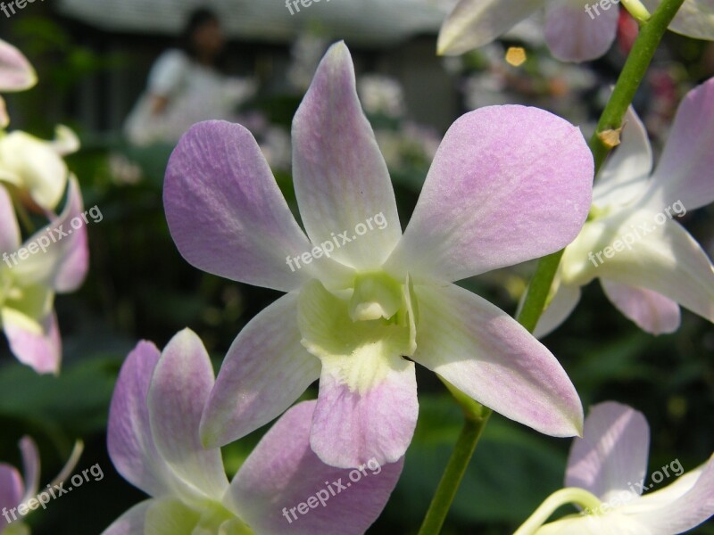 Orchids Singapore Plant Botanical Garden Blossom