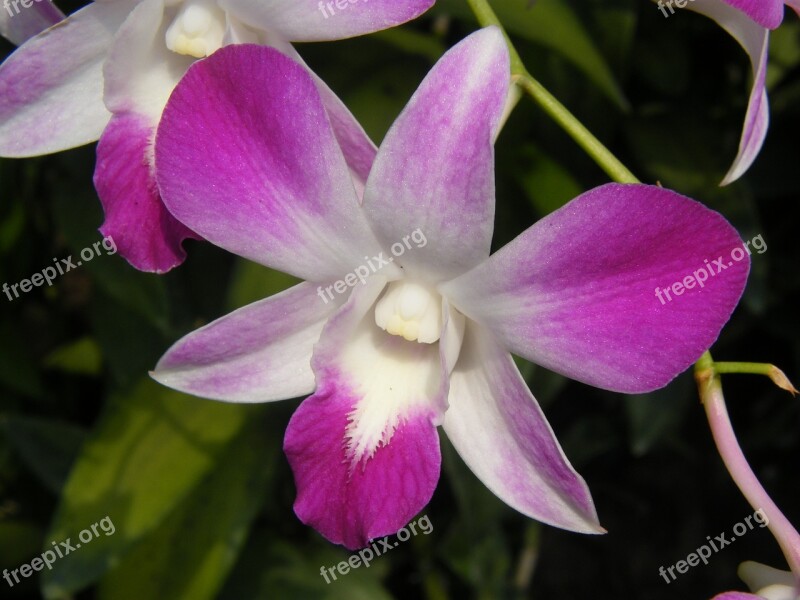 Orchids Singapore Plant Botanical Garden Blossom