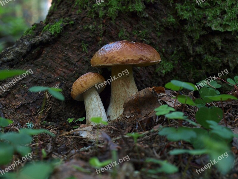 Mushrooms White Mushroom Forest White Boletus