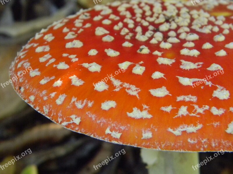 Autumn Mushrooms Dotty Free Photos