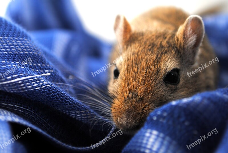 Gerbil Rodent Domestic Animal Free Photos