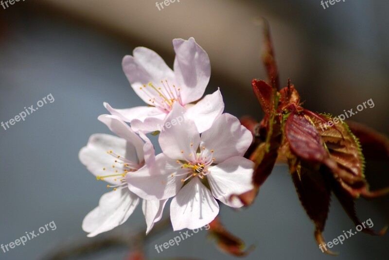 Flowers Apple Tree Spring Branch Flowering Tree