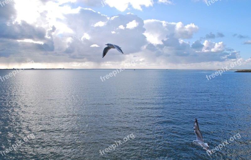 Mediterranean Summer Vacation Mallorca Horizon Seagull