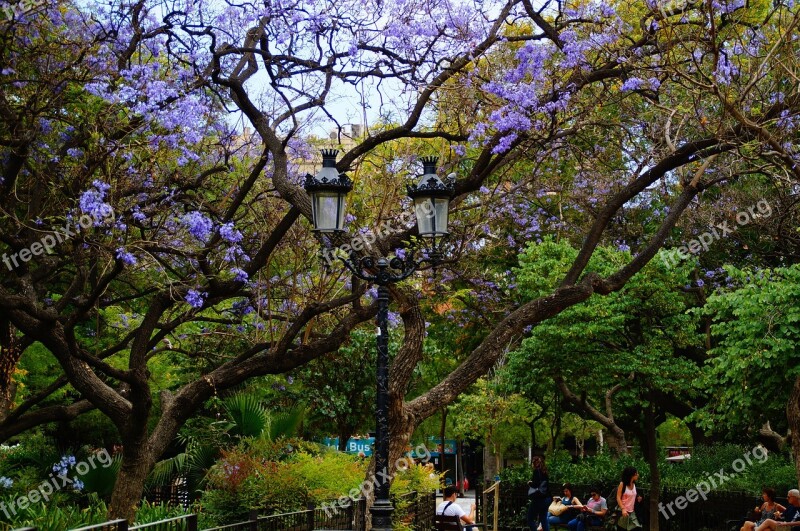 Tree Garden Park Green Leaves