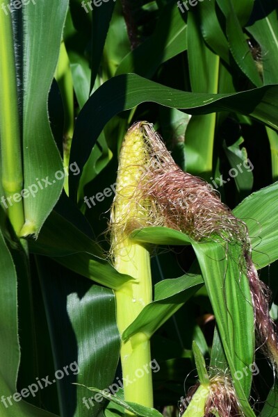 Corn Corn On The Cob Corn On The Cob Hair Cereals Free Photos