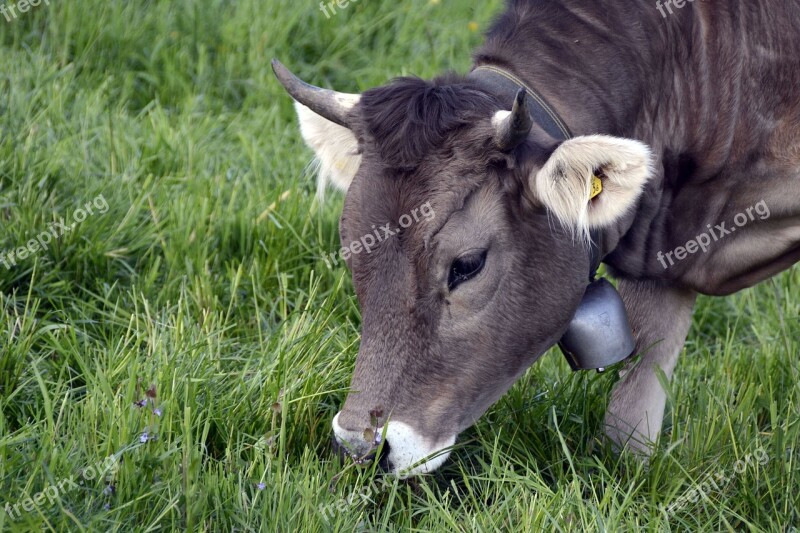 Cow Cattle Mammal Animal Agriculture