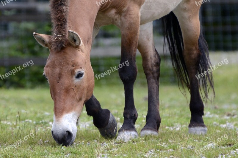 Przewalski Wild Horse Pasture Eat Graze