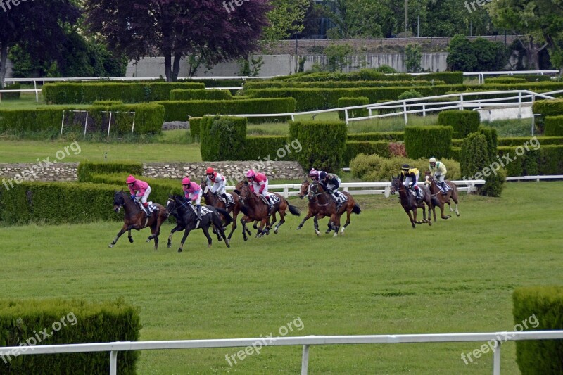 Horse Racing Racecourse Competition Jokey Horses