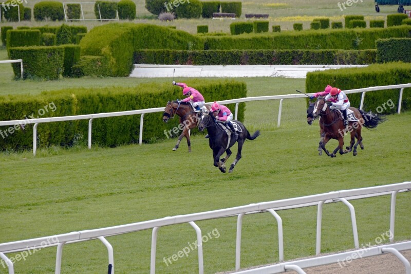 Horse Racing Racecourse Competition Jokey Horses