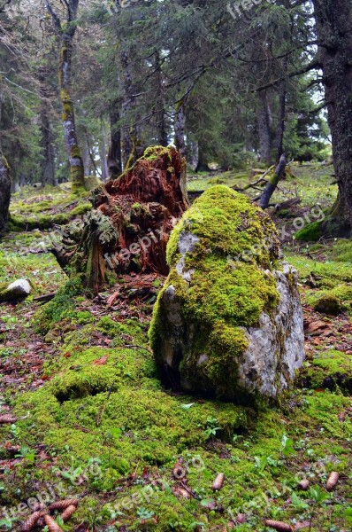 Rock Forest Autumn Fairy Tale Forest Moss