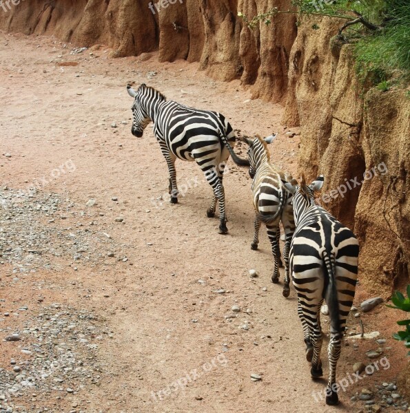 Zebras Zebra Strips Row Nature