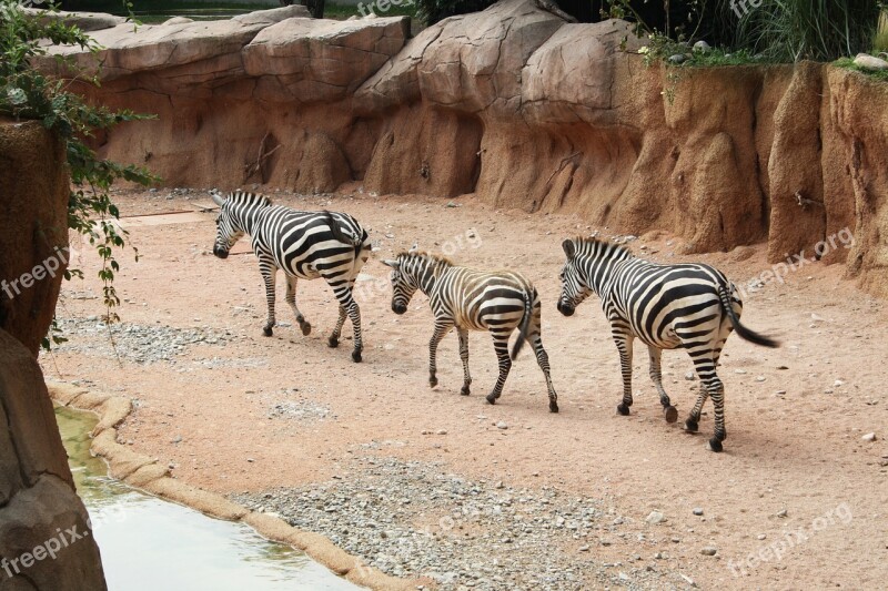 Zebras Zebra Strips Row Nature