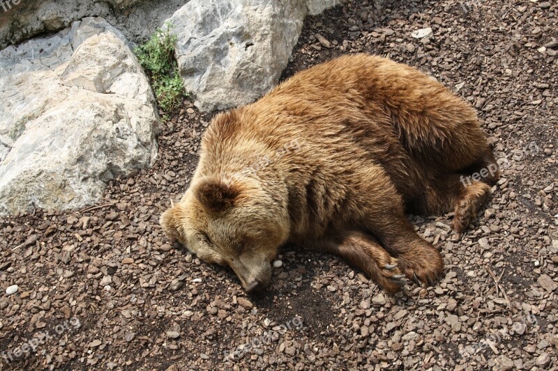 Bear Nature Animal Animals Park