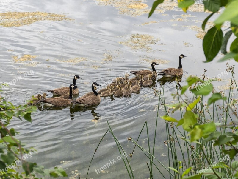 Canadian Geese Family Chicks Young Swimming