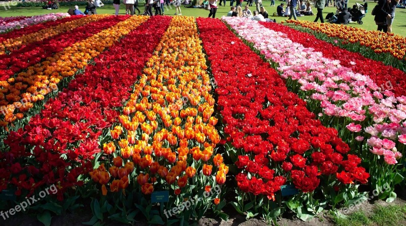 Flowers Tulips Field Varieties Plants