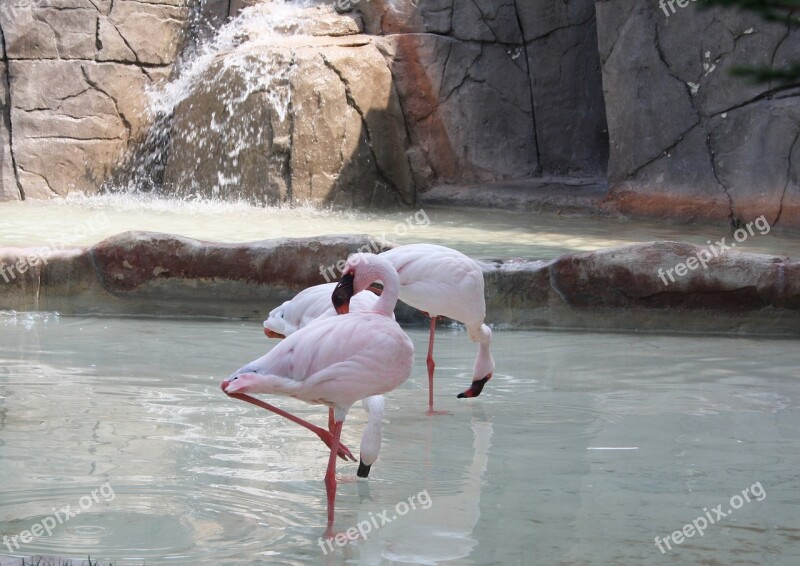 Flamingo Flamingos Nature Animal Animals