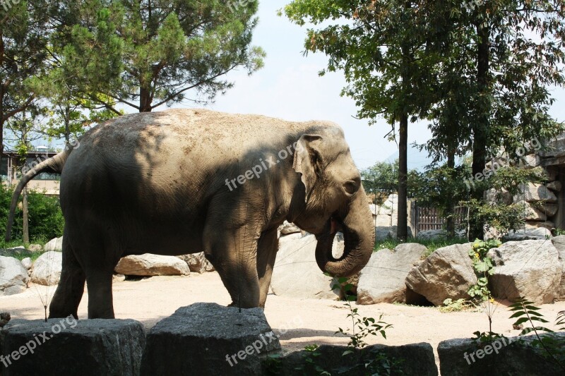 Elephant Animal Animals Animal World Zoo