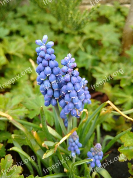 Flower Lupin Field Grass Green