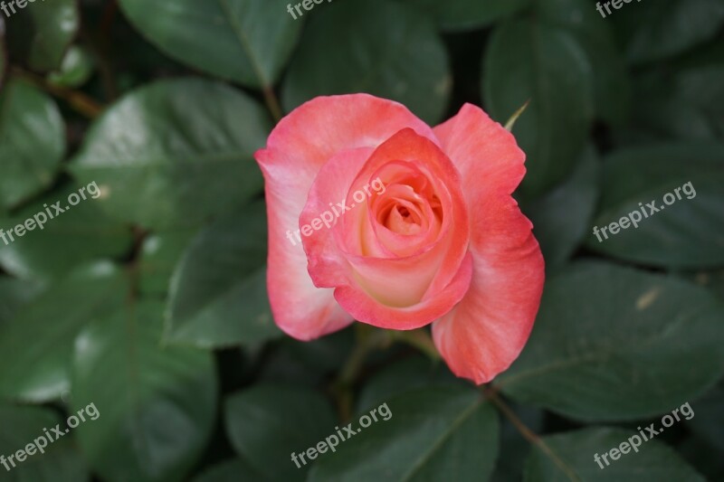 Rose Blossom Garden Coral Greenery