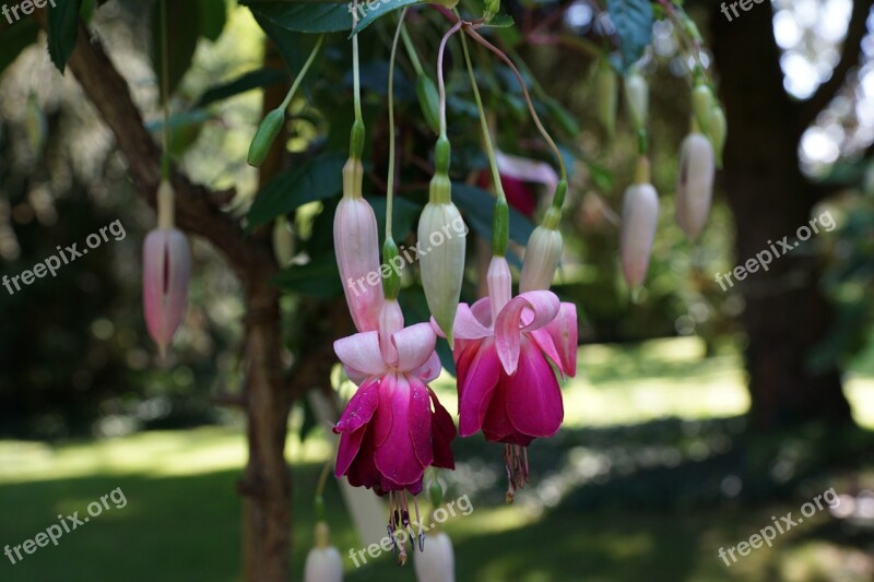 Flower Fuchsia Botanical Garden überlingen Nature