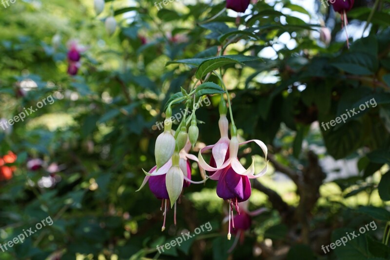 Flower Fuchsia Botanical Garden überlingen Nature