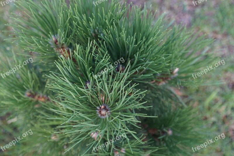 Spruce Green Nature Spur Garden