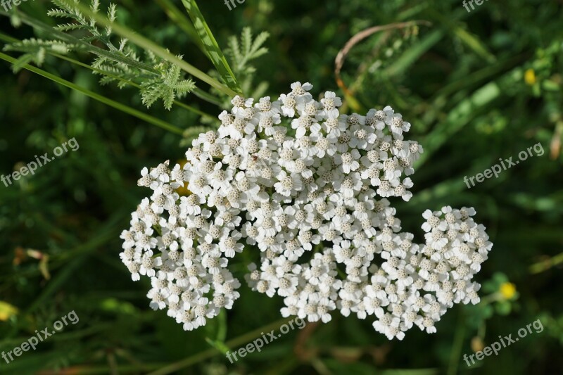 Yarrow Flower White Green Nature