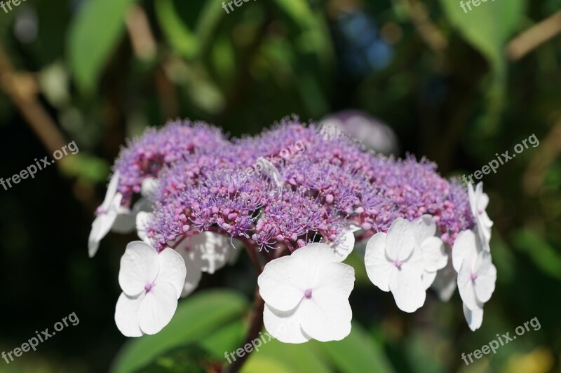 Flower Botanical Garden überlingen Nature Purple