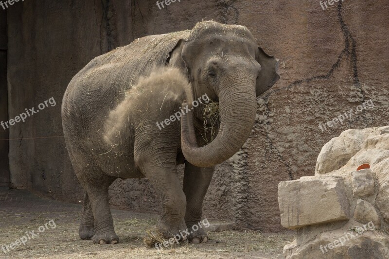 Elephant Animals Proboscis Sand Free Photos