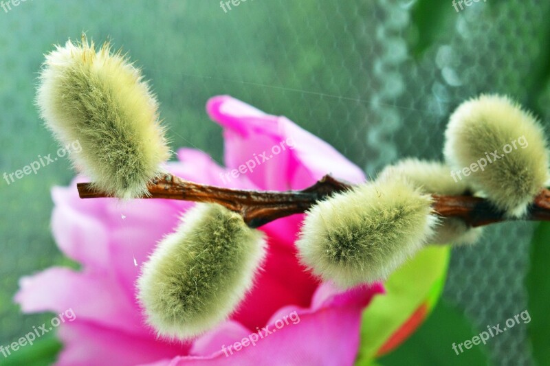 Palm Kitten Willow Catkins Balcony Pasture Close Recording