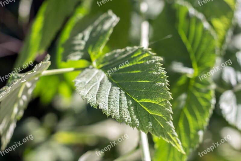 Leaves Green Raspberry Bush Plant